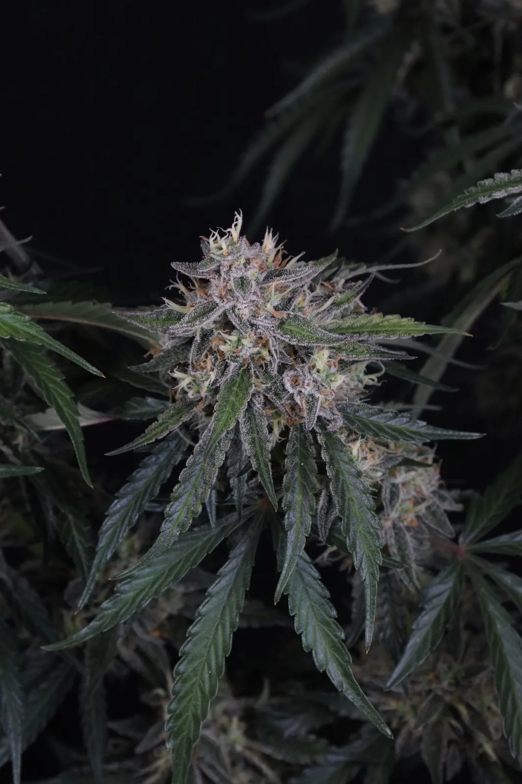 GMO Auto - Image 7