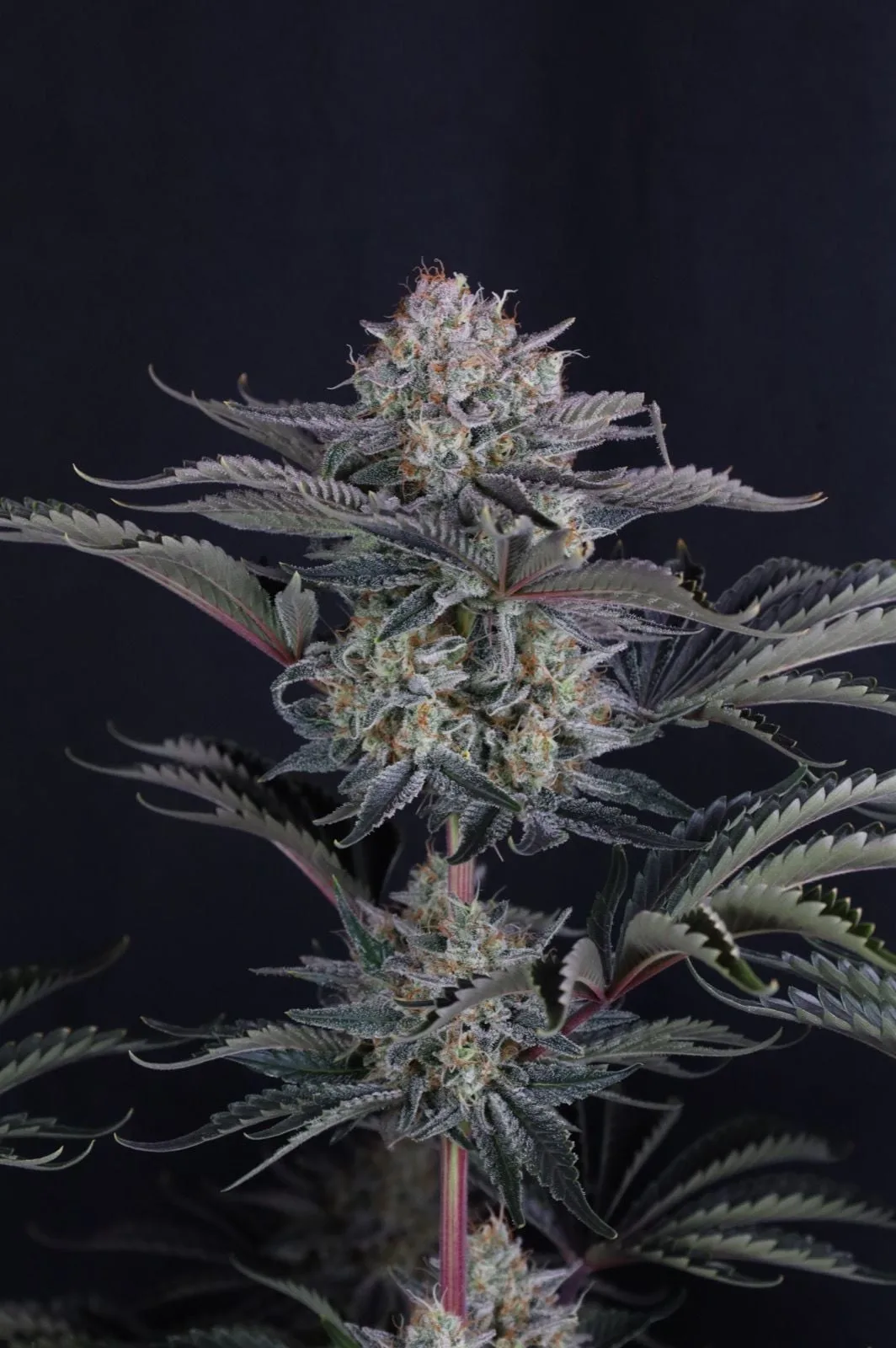 Mendo Frost Auto - Image 3