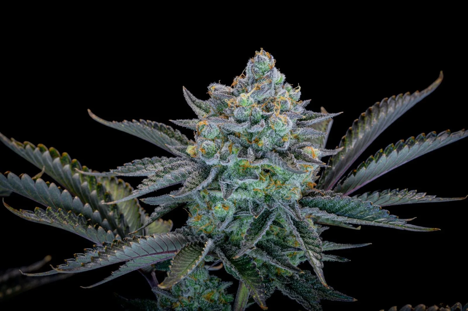 Gorilla Cookies FF Fast - Image 10