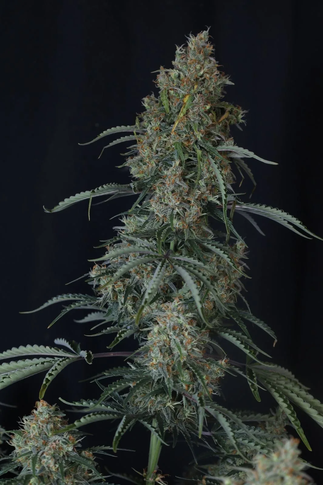 Gorilla Z Auto Automatik Samen – Bild 7