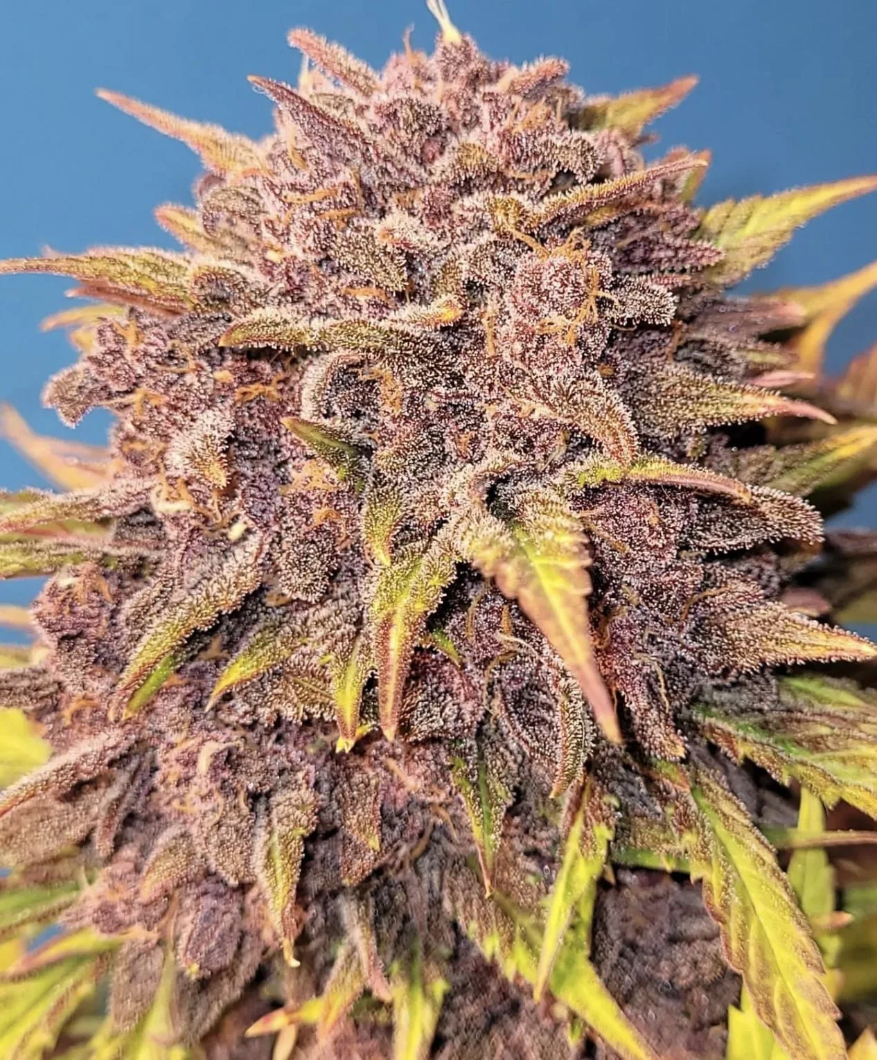 Purple Lemonade Auto - Image 8