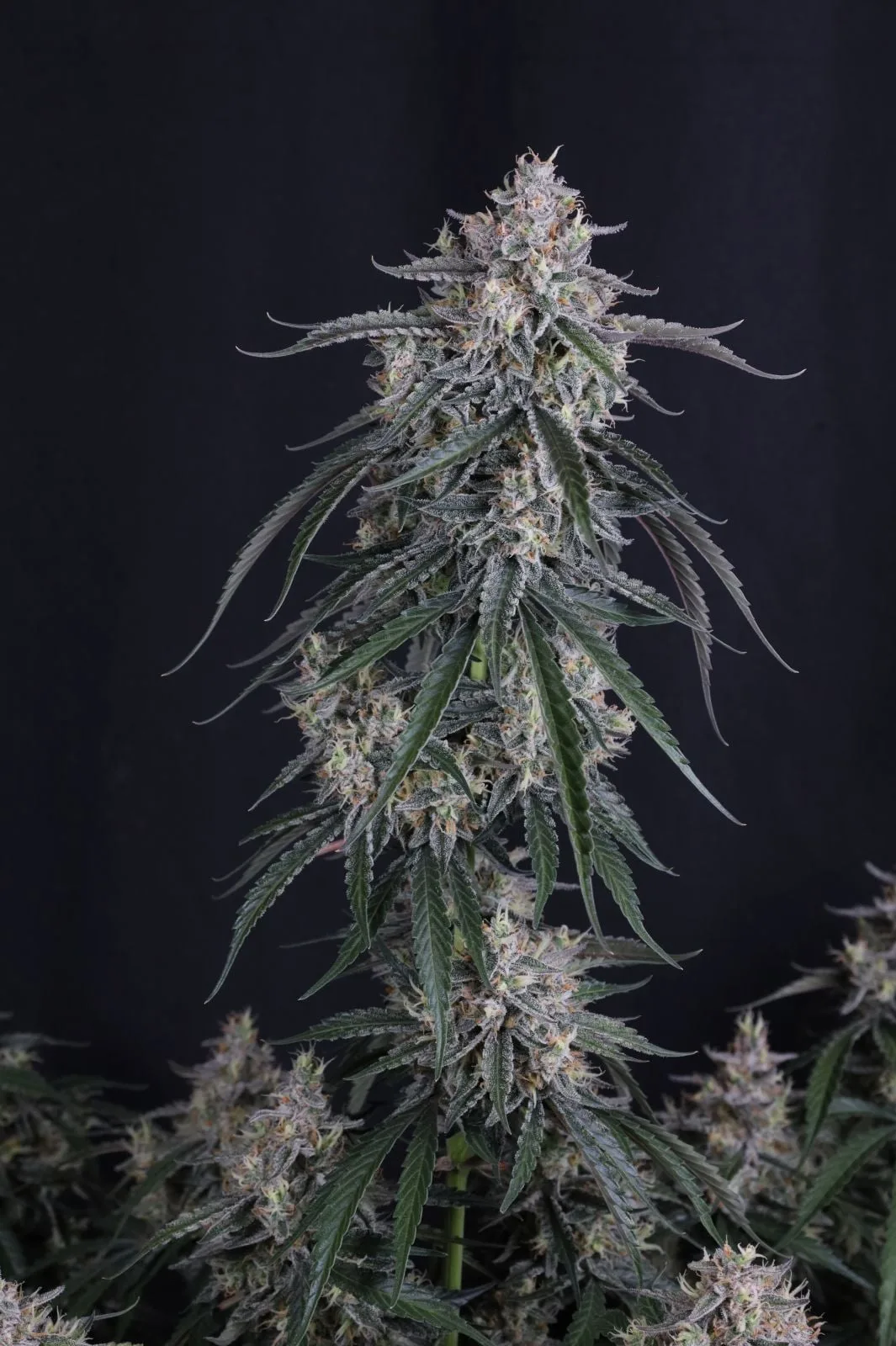 GMO Auto - Image 4