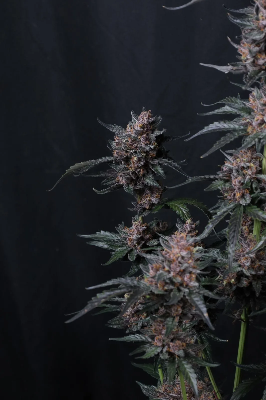 Mango Cherry Runtz Auto Graines Autofloraison – Image 5