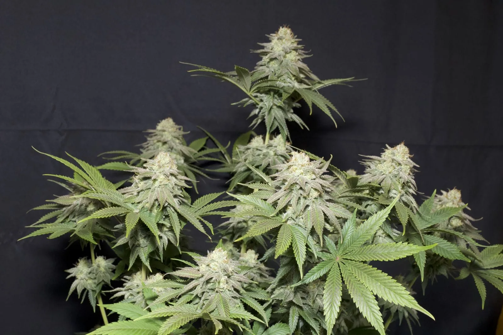 Orange Sherbet FF Feminisierte Samen – Bild 10