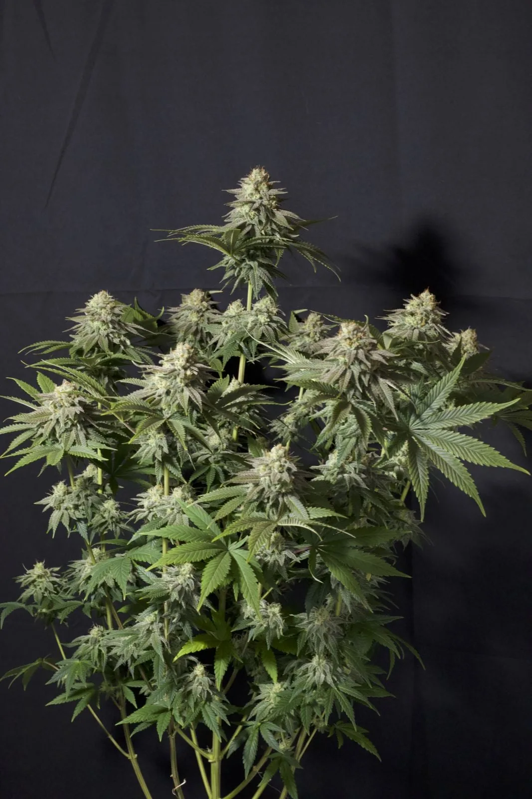 Orange Sherbet FF Feminisierte Samen – Bild 7