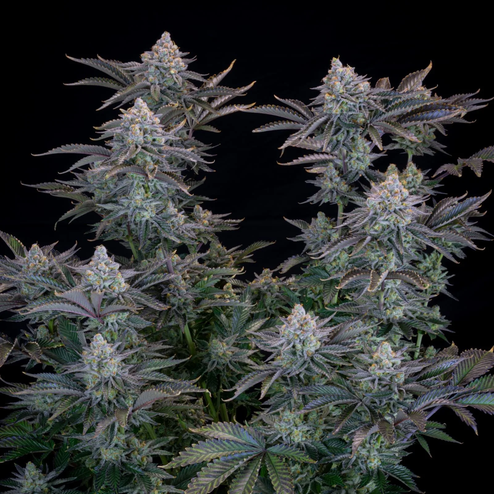 Gorilla Cookies FF Fast - Image 5