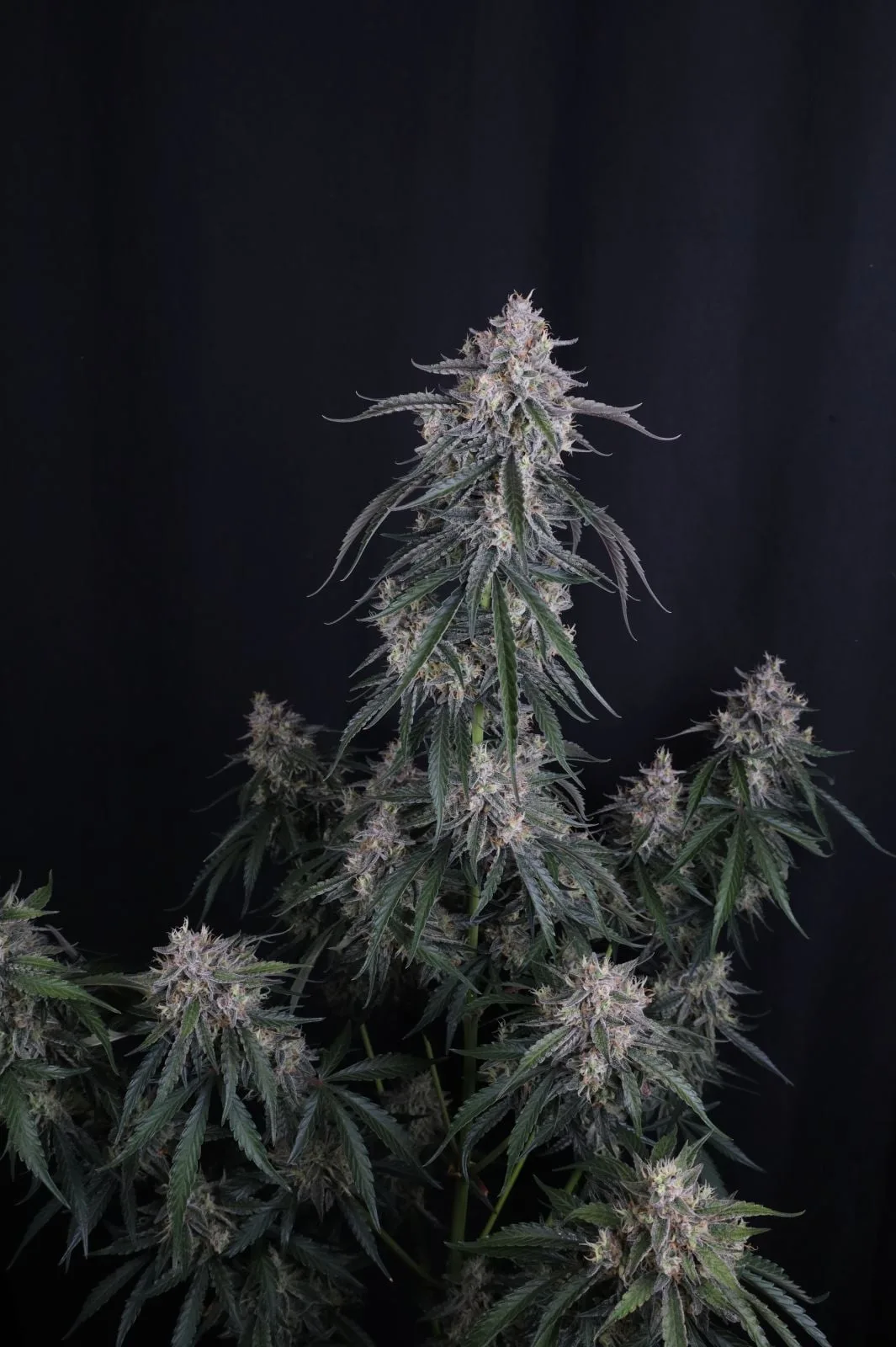 GMO Auto - Image 9