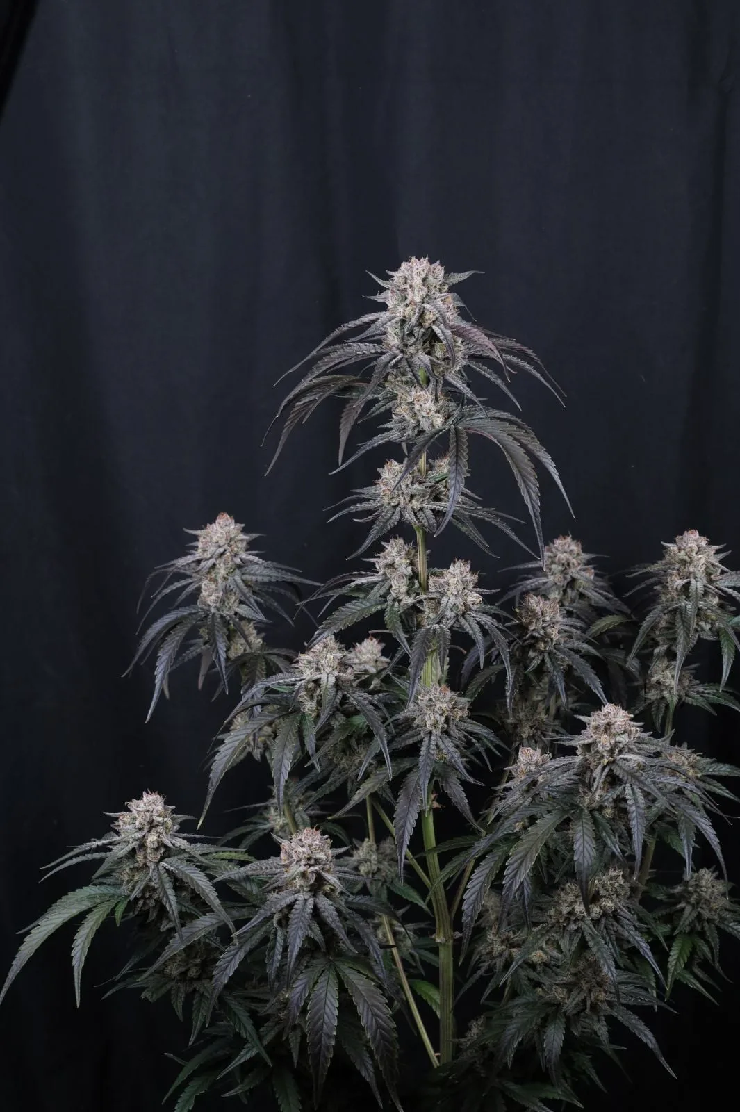 Mango Frost Semillas autoflorecientes - Imagen 4