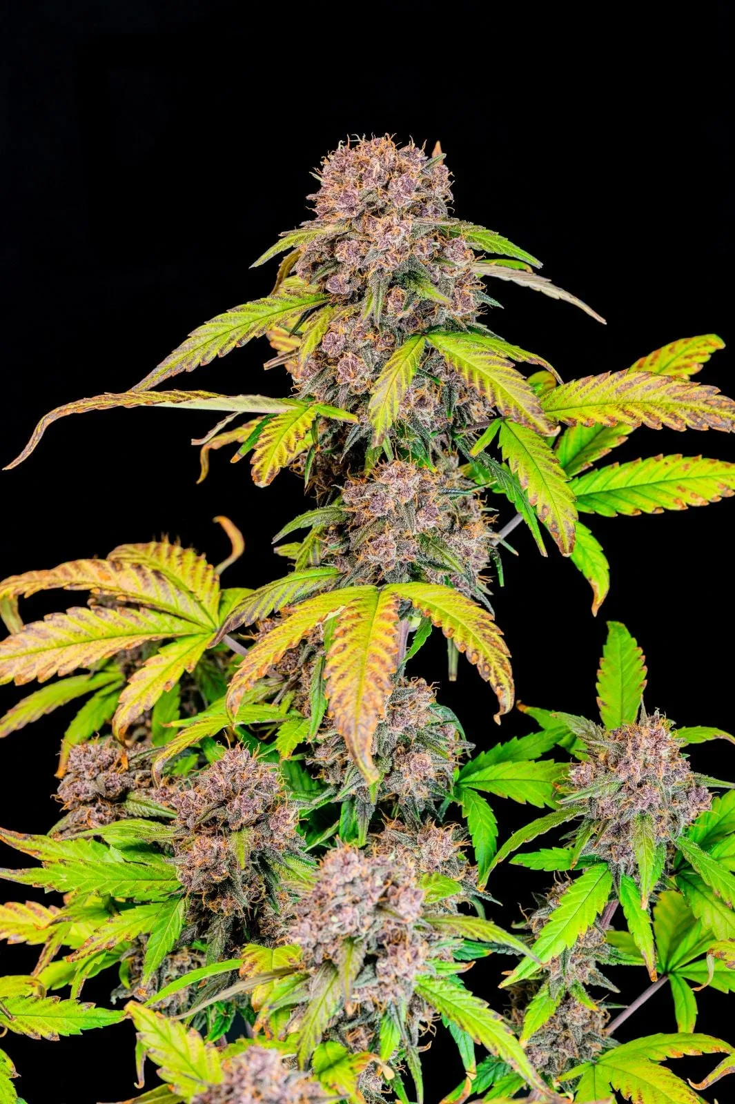 Lemon Cherry Cookies Auto Semi Autofiorenti - immagine 9