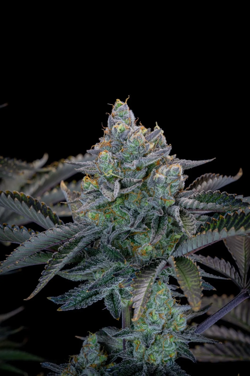 Gorilla Cookies FF Fast - Image 8