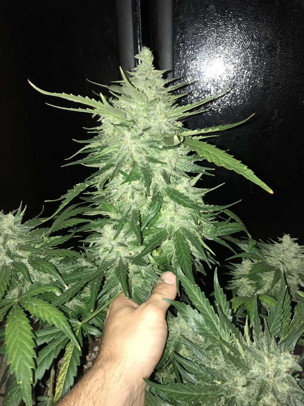 CBD Auto 1:1 (CBD Crack) - Image 4