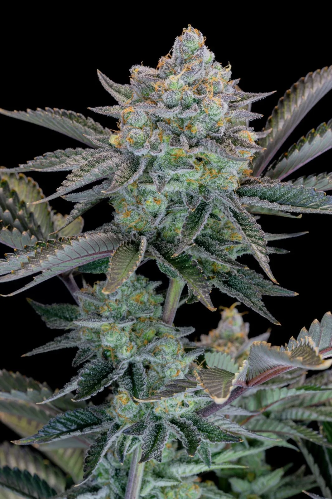Gorilla Cookies FF Fast - Image 6