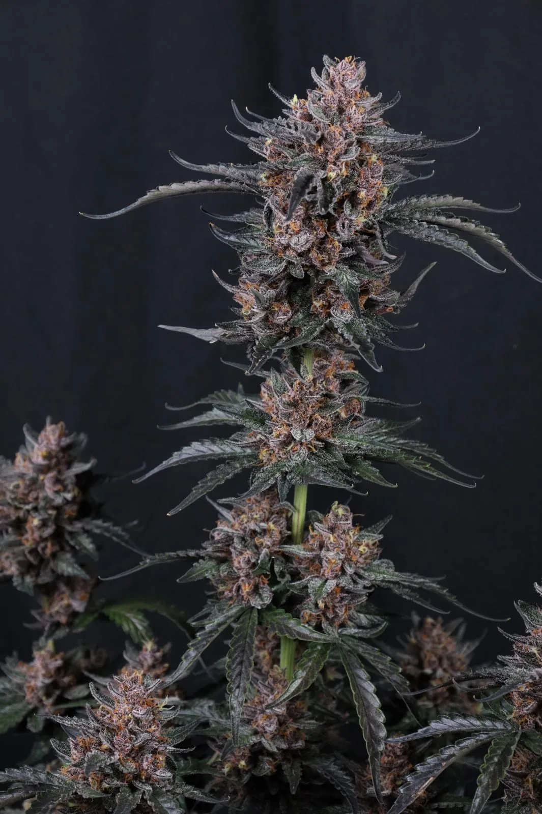 Mango Cherry Runtz Auto Graines Autofloraison – Image 3