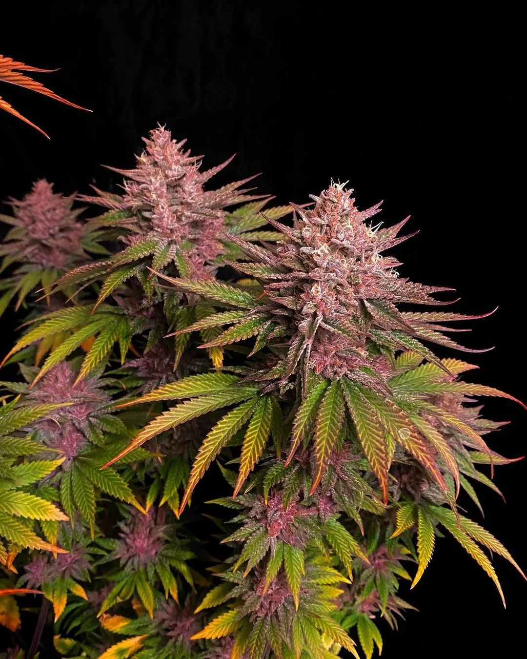 Purple Lemonade FF Graines Féminisées – Image 8