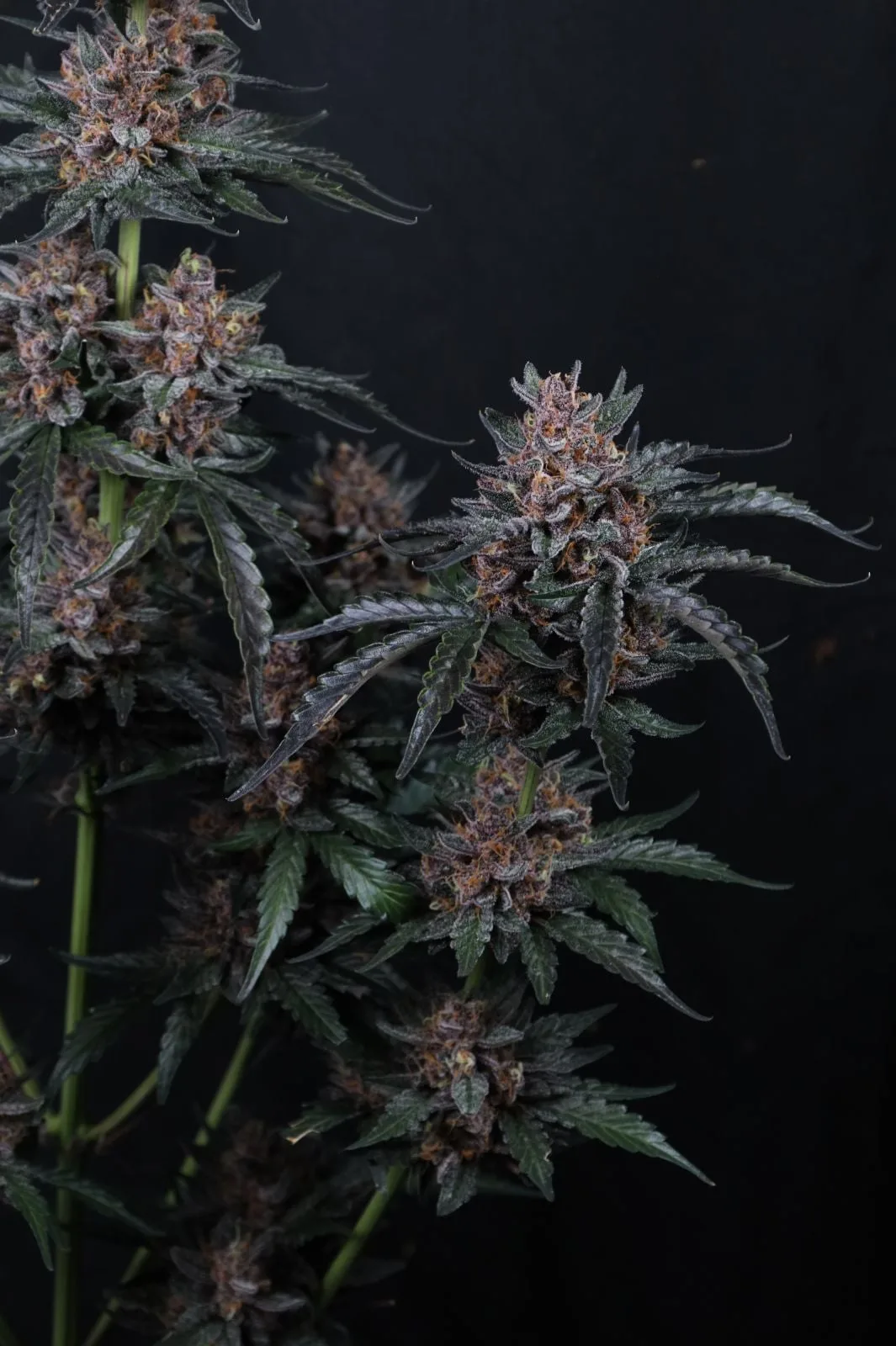 Mango Cherry Runtz Auto Graines Autofloraison – Image 11