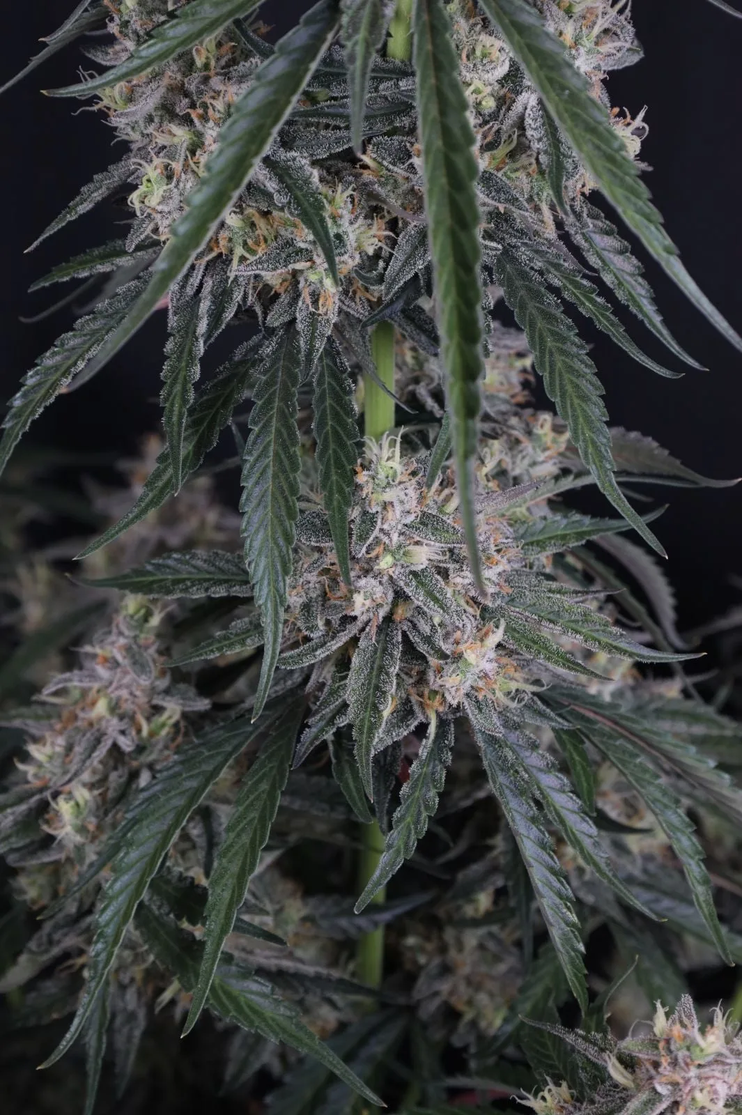 GMO Auto - Image 6