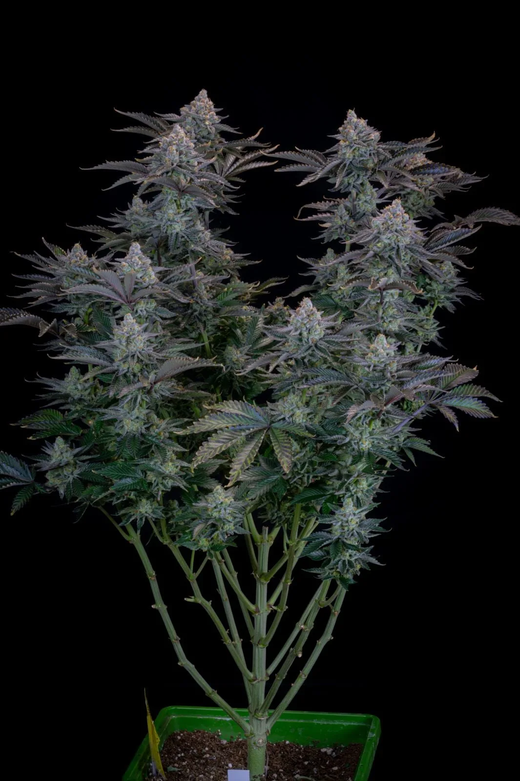 Gorilla Cookies FF Fast - Image 2