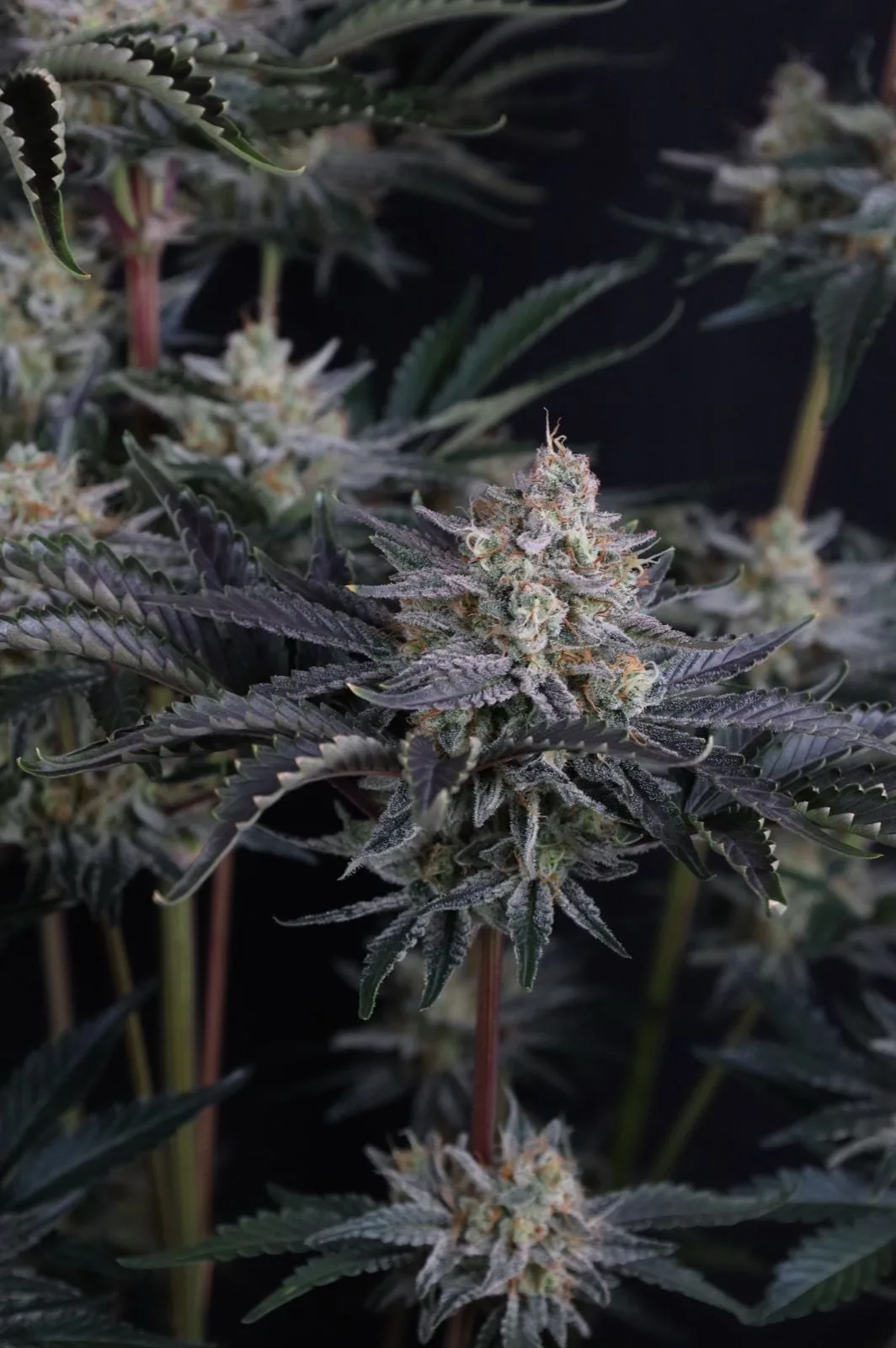 Mendo Frost Auto - Image 5