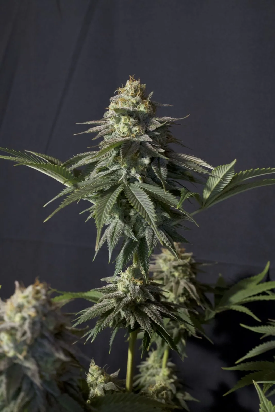 Orange Sherbet FF Feminisierte Samen – Bild 4