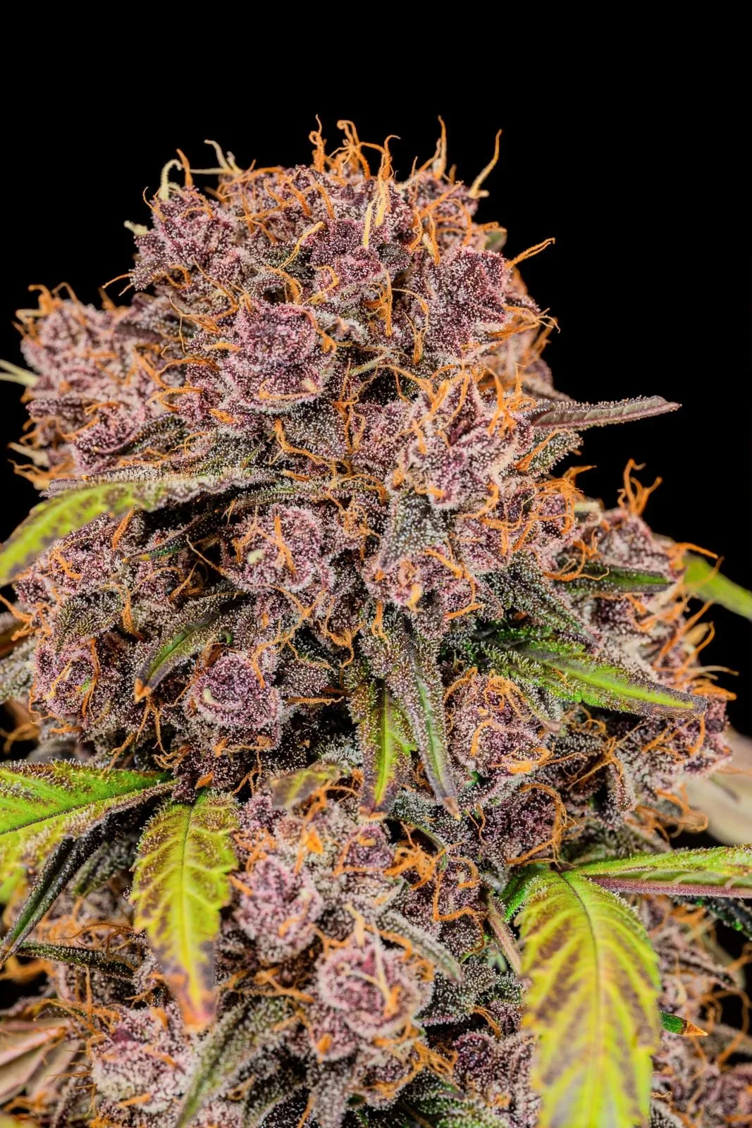 Lemon Cherry Cookies Auto Semi Autofiorenti - immagine 11