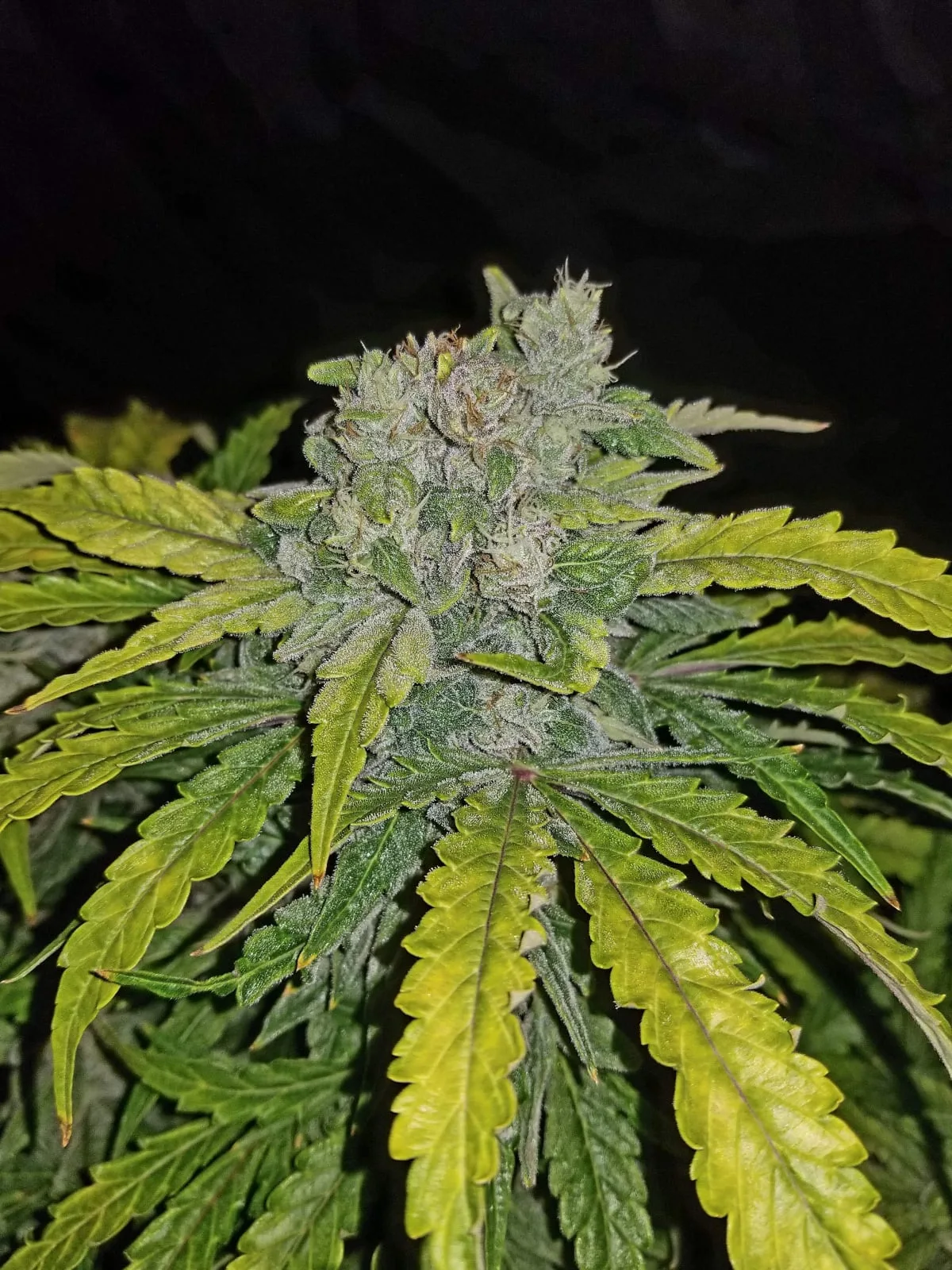 CBD Auto 1:1 (CBD Crack) - Image 6
