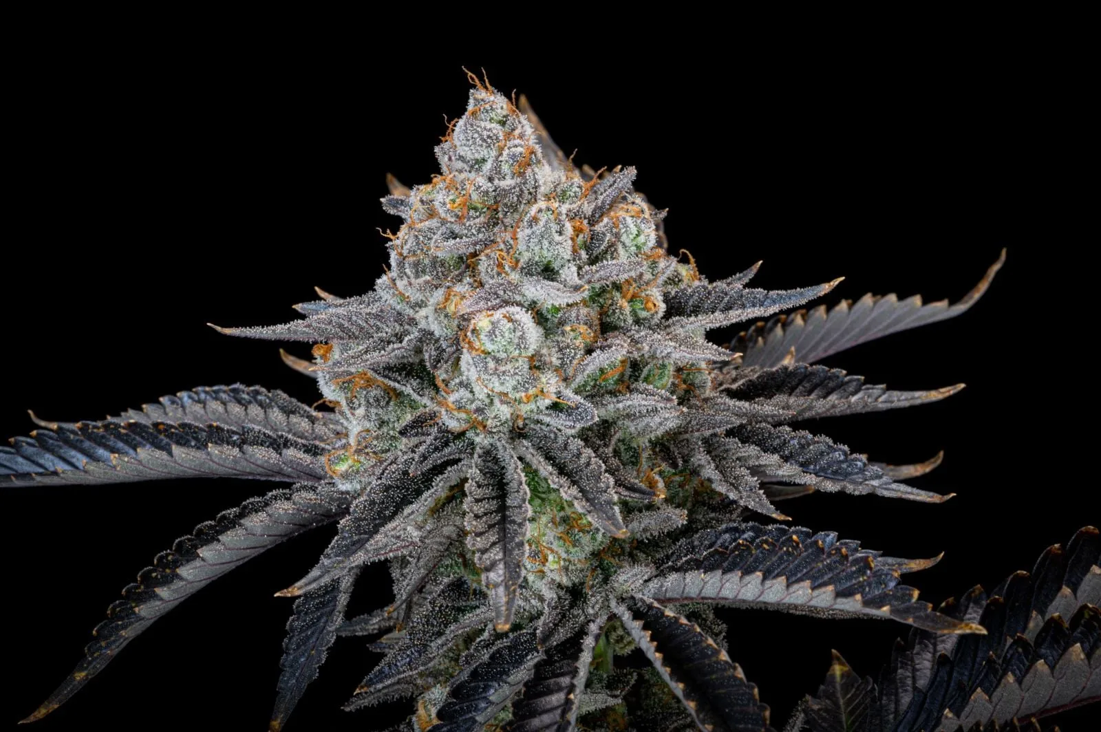 Gorilla Cookies FF Fast - Image 9