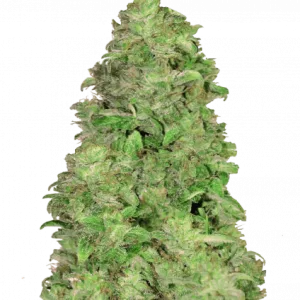 CBD Auto 20:1 Automatik Samen