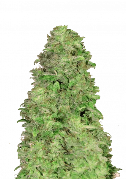 CBD Auto 20:1 Graines Autofloraison