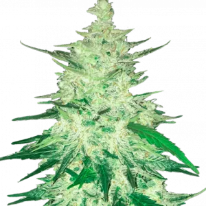CBD Auto 1:1 (CBD Crack)