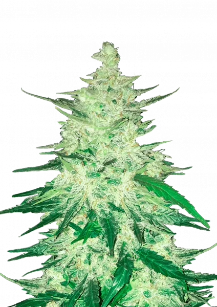 CBD Auto 1:1 (CBD Crack)