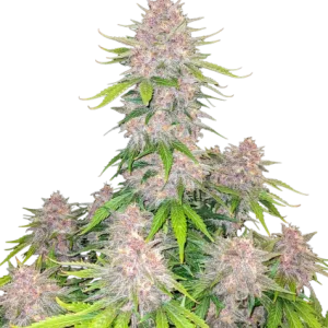 Cherry Cola Auto
