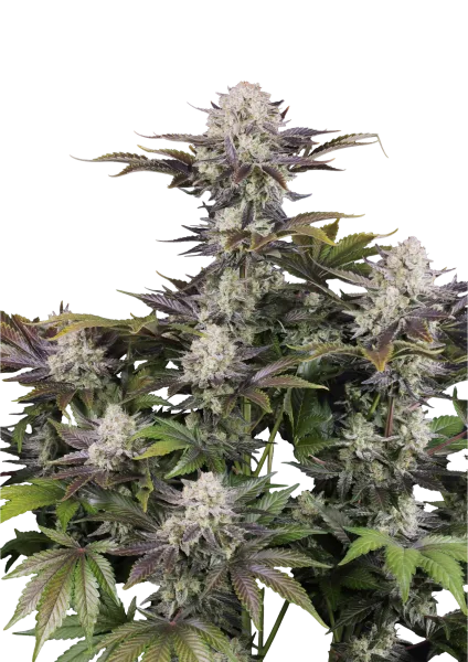 Frostbanger Auto Sementes Autoflorescentes