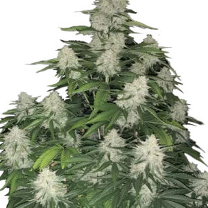 Gelato Auto