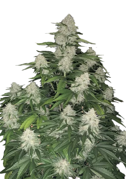 Gelato Auto Automatik Samen
