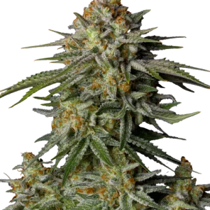 GG4 Sherbet Semillas feminizadas