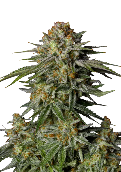 GG4 Sherbet Semillas feminizadas
