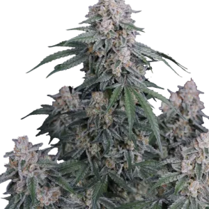 GMO Auto