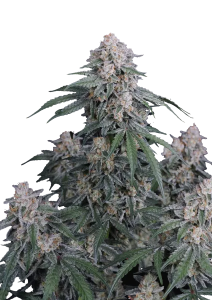 GMO Auto