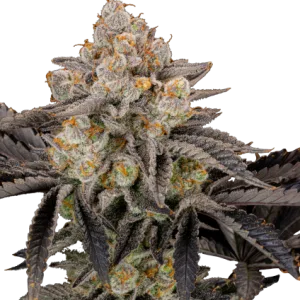 Gorilla Cookies FF Feminisierte Samen