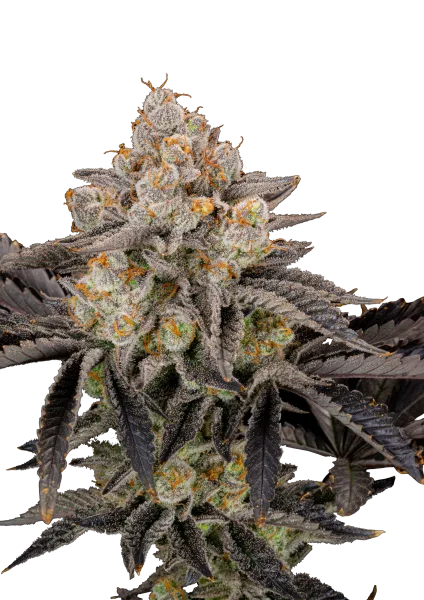 Gorilla Cookies FF Fast