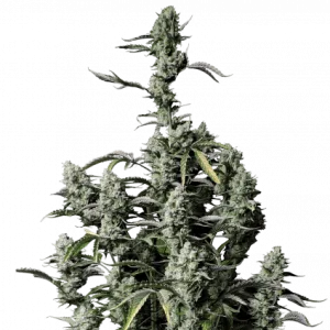 Gorilla Z Auto