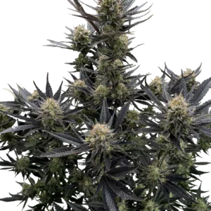 Guava Auto RF3