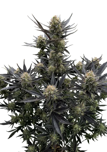 Guava RF3 Semillas autoflorecientes