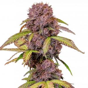 Lemon Cherry Cookies Auto