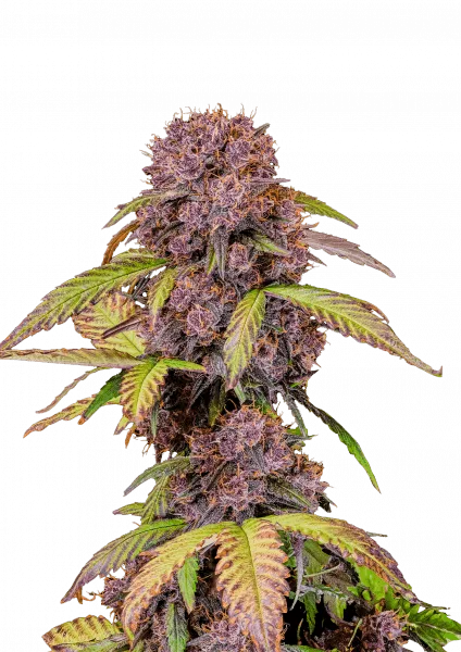 Lemon Cherry Cookies Auto Semi Autofiorenti