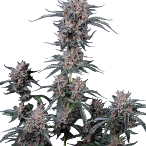 Mango Cherry Runtz Auto Graines Autofloraison