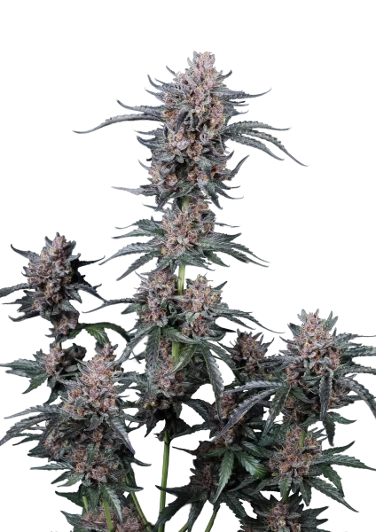 Mango Cherry Runtz Auto Graines Autofloraison