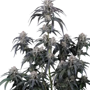 Mango Frost Auto Automatik Samen