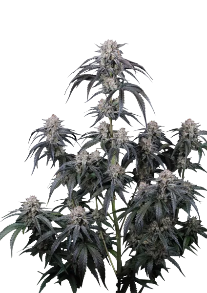 Mango Frost Semillas autoflorecientes
