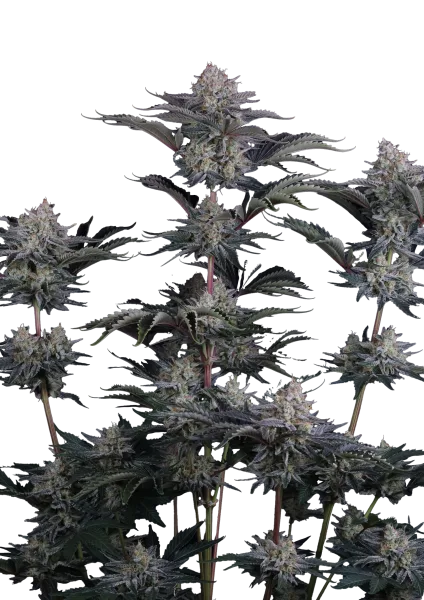 Mendo Frost Auto